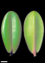 Veronica speciosa. Leaf surfaces, adaxial (left) and abaxial (right). Scale = 10 mm.
 Image: W.M. Malcolm © Te Papa CC-BY-NC 3.0 NZ